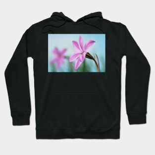 Ipheion  &#39;Tessa&#39;  Spring starflower Hoodie